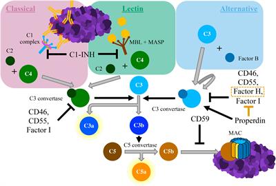 Modulation of the Complement System by Neoplastic Disease of the Central Nervous System